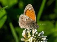 Kleiner Heufalter auf Kleeblüte